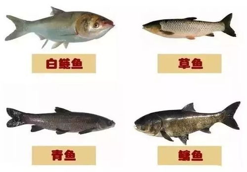 淡水鱼养殖混养方法及技术要点,学会这些你明年就能挣得更多
