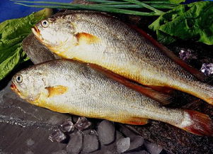 淡水鱼为什么有土腥味