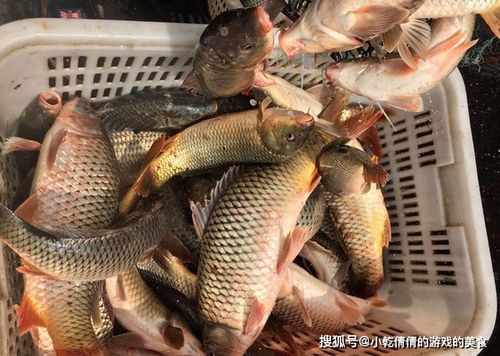 它是 淡水鱼王 ,6元1斤没人买,鱼贩说出4个原因,网友沉默了