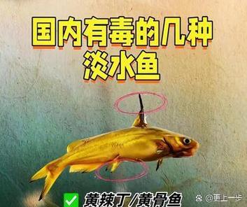 淡水鱼是咱们饭桌上的老熟客了,大家都知道,多吃鱼对身体那是杠杠的好