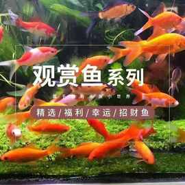 淡水鱼鱼苗