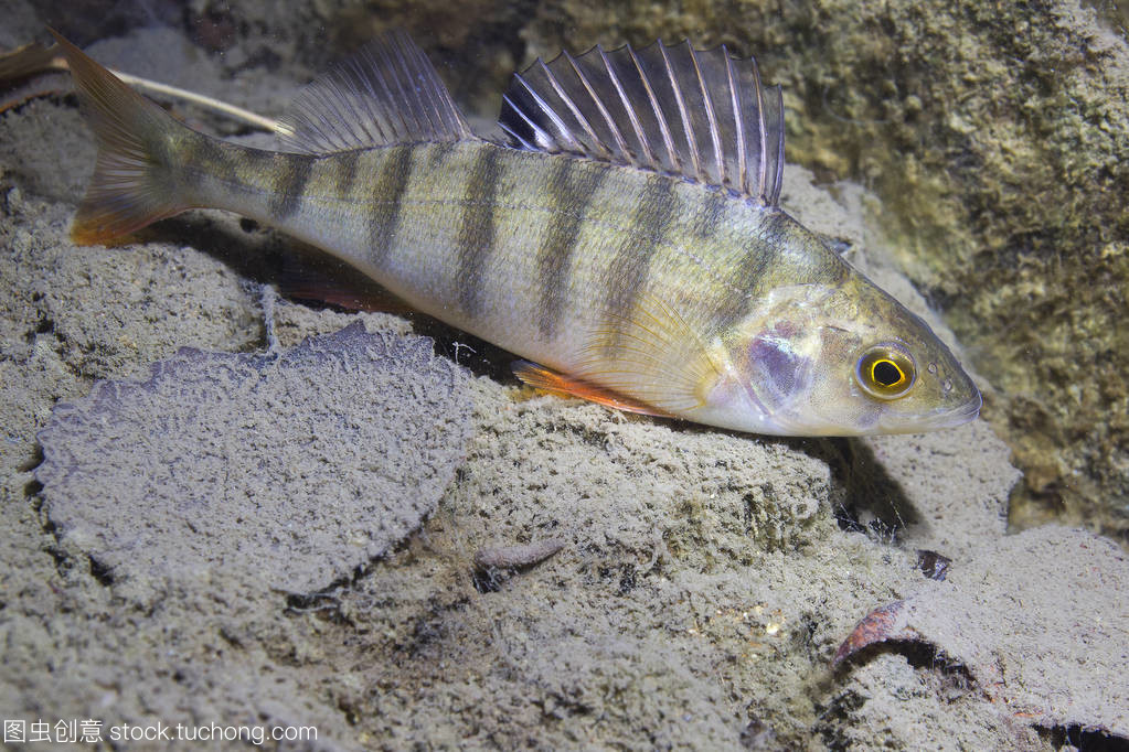 淡水鱼鲈鱼 (perca fluviatilis) 在美丽干净的磅。水下射击在湖中。野生动物。栖在自然栖所以尼斯背景。住在湖里