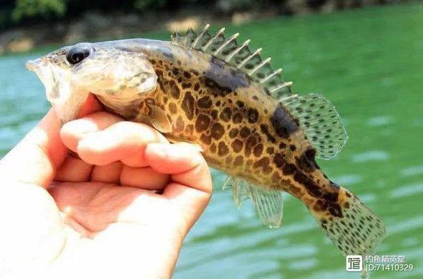 它是国内淡水凶猛鱼的典型代表,最好吃的方式就是清蒸
