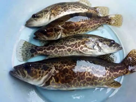 斑鳜栖居于清净水域,被誉为&ldquo;淡水鱼之王&rdquo;