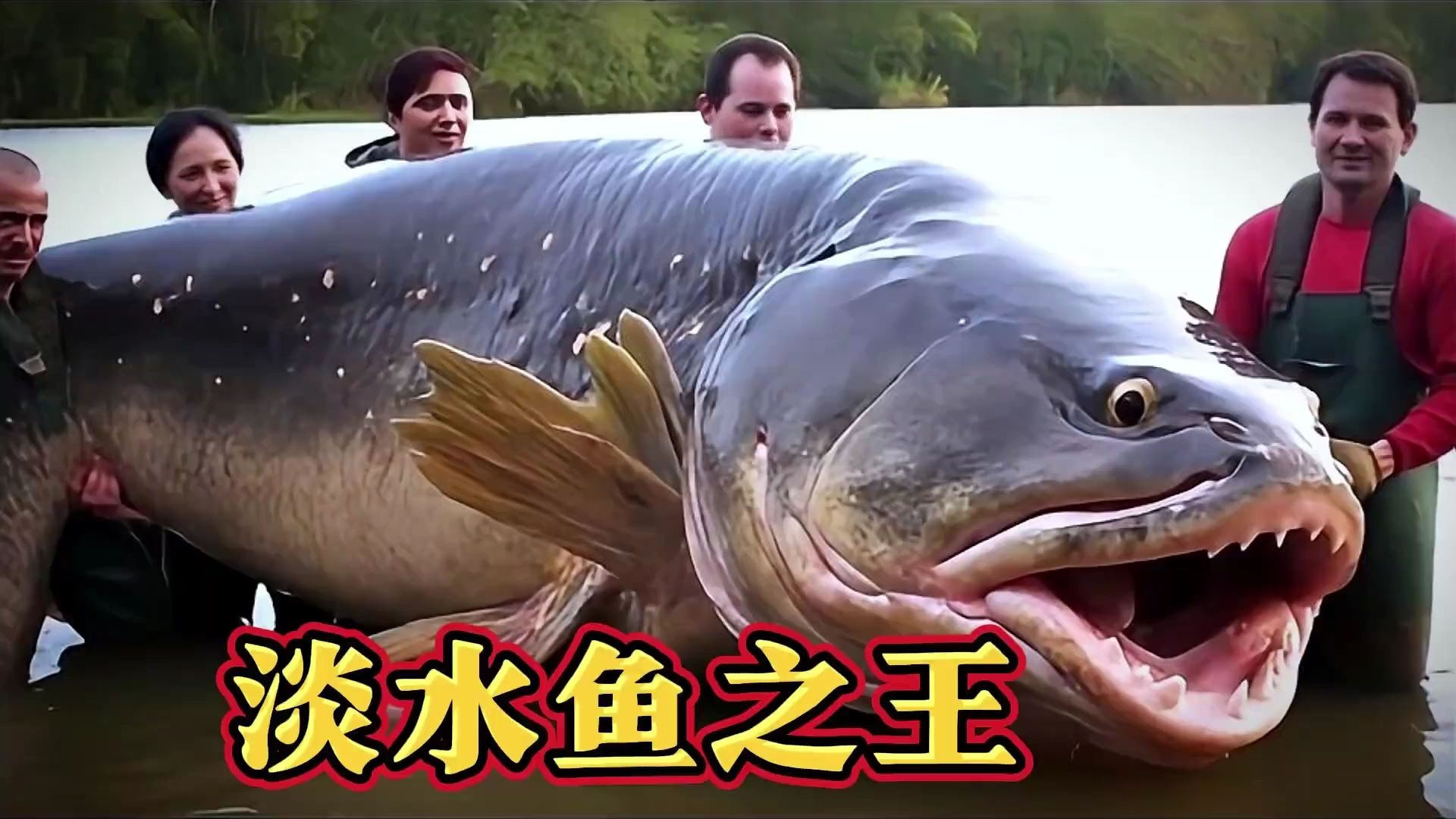 淡水中的顶级掠食者 10种最凶猛的大鱼